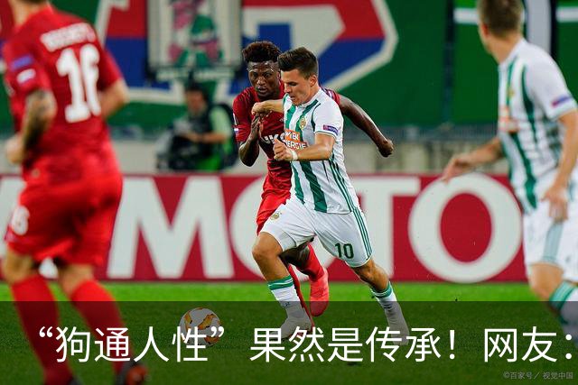 “狗通人性”果然是传承！网友：两家闹矛盾，两家狗也互不往来了